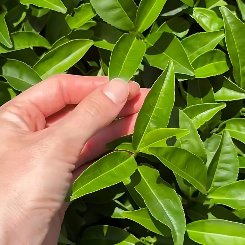 A hand gently plucking a fresh green tea leaf from a vibrant bush.